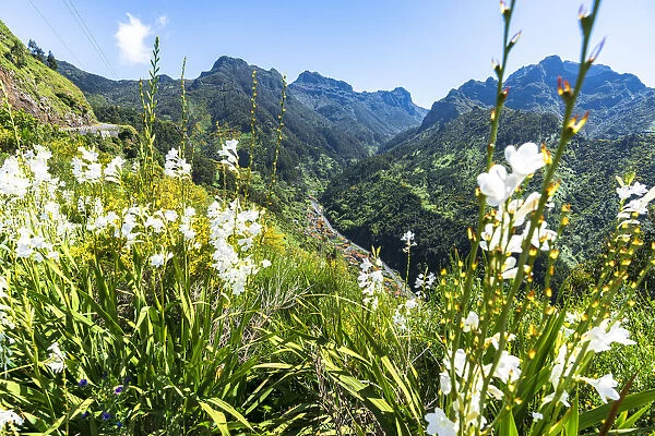 Apine meadows above Serra de Agua, Ribeira Brava municipality, Madeira island, Portugal