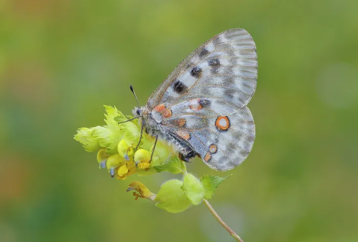 Framed Print : Apollo butterfly (Parnassius apollo), Campodolcino, Sondrio province, Spluga valley, Lombardy, Italy Framed Print : Apollo butterfly (Parnassius apollo), Campodolcino, Sondrio province, Spluga valley, Lombardy, Italy