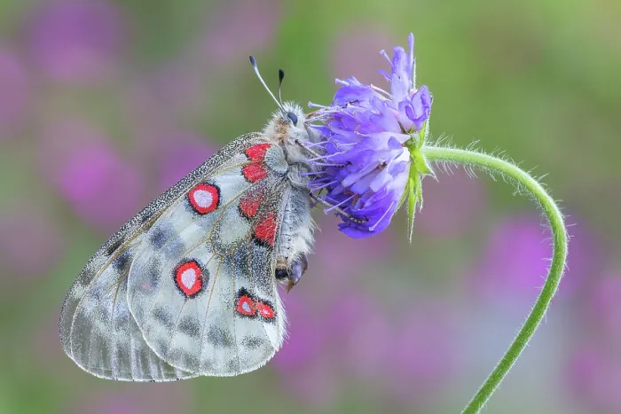 Framed Print : Apollo butterfly (Parnassius apollo), Campodolcino, Sondrio province, Spluga valley, Lombardy, Italy Framed Print : Apollo butterfly (Parnassius apollo), Campodolcino, Sondrio province, Spluga valley, Lombardy, Italy
