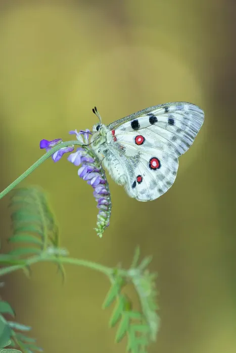 Framed Print : Apollo (Parnassius apollo) roosting on Tufted Vetch (Vicia cracca), Rhodope Mountains, Bulgaria Framed Print : Apollo (Parnassius apollo) roosting on Tufted Vetch (Vicia cracca), Rhodope Mountains, Bulgaria