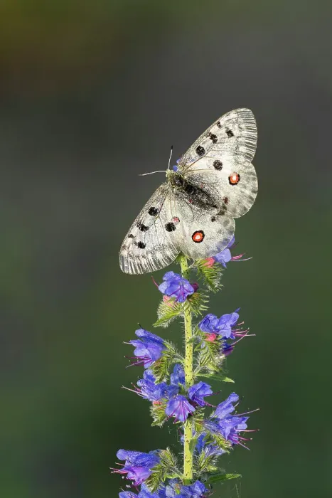Framed Print : Apollo (Parnassius apollo) on Viper's-bugloss (Echium vulgare), Rhodope Mountains, Bulgaria Framed Print : Apollo (Parnassius apollo) on Viper's-bugloss (Echium vulgare), Rhodope Mountains, Bulgaria