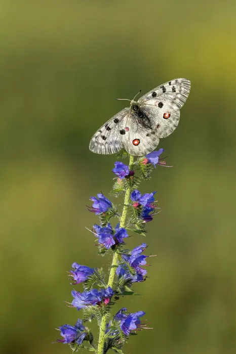 Framed Print : Apollo (Parnassius apollo) on Viper's-bugloss (Echium vulgare), Rhodope Mountains, Bulgaria Framed Print : Apollo (Parnassius apollo) on Viper's-bugloss (Echium vulgare), Rhodope Mountains, Bulgaria