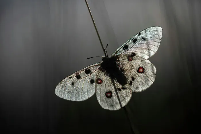 Framed Print : Apollo (Parnassius apollo), warming in morning sun, Rhodope Mountains, Bulgaria Framed Print : Apollo (Parnassius apollo), warming in morning sun, Rhodope Mountains, Bulgaria