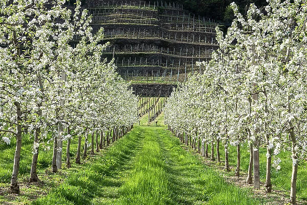 Apple blossoms in springtime, Valtellina, Sondrio Province, Lombardy, Italy