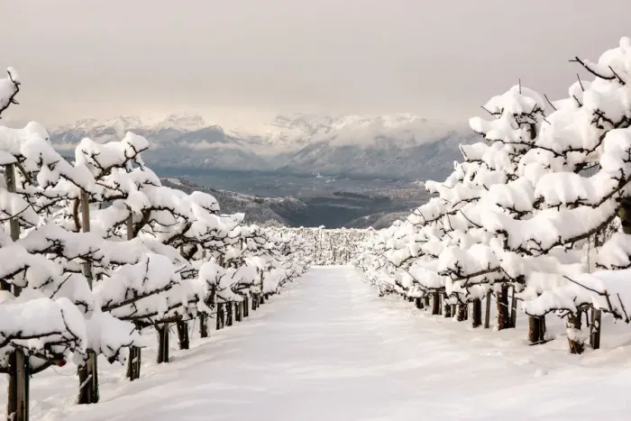 Framed Print : Apple orchard covered with snow in Non Valley, Trentino Alto Adige, Italy, Europe Framed Print : Apple orchard covered with snow in Non Valley, Trentino Alto Adige, Italy, Europe