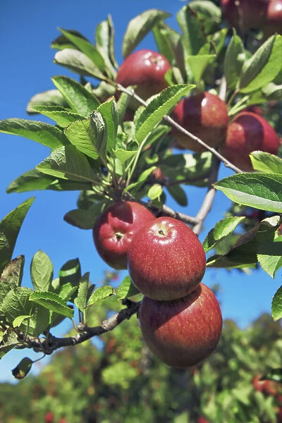 Apple plantation - New Zealand, South Island, Nelson, Hira