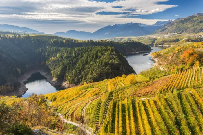 Framed Print : Apple trees in the autumn Europe, Italy, Trentino Alto Adige, Trento district, Cles Framed Print : Apple trees in the autumn Europe, Italy, Trentino Alto Adige, Trento district, Cles