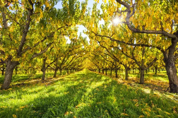 Framed Print : Apricot Trees in Autumn, Cromwell, New Zealand Framed Print : Apricot Trees in Autumn, Cromwell, New Zealand