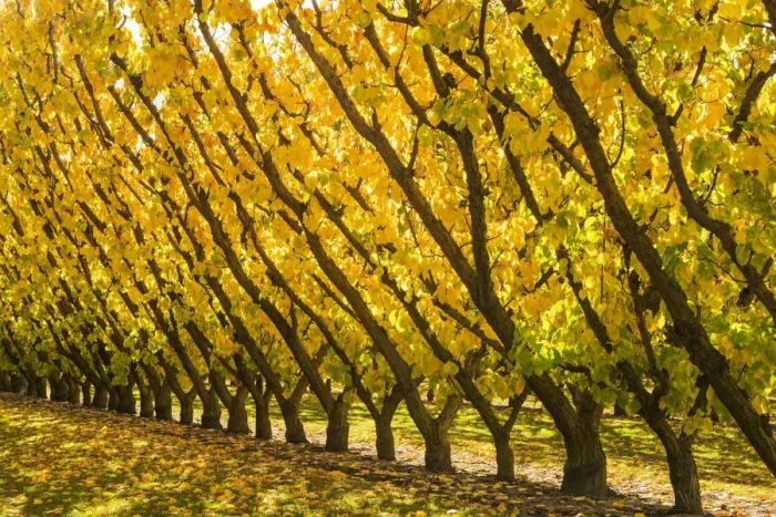 Framed Print : Apricot Trees in Autumn, Cromwell, New Zealand Framed Print : Apricot Trees in Autumn, Cromwell, New Zealand
