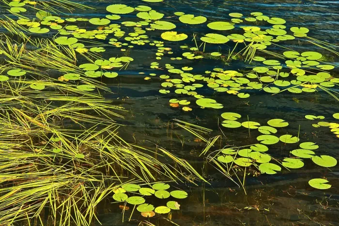 Framed Print : Aquatic vegetation on Isabel Lake (Lily pads and Sparganium) Kenora, Ontario, Canada Framed Print : Aquatic vegetation on Isabel Lake (Lily pads and Sparganium) Kenora, Ontario, Canada