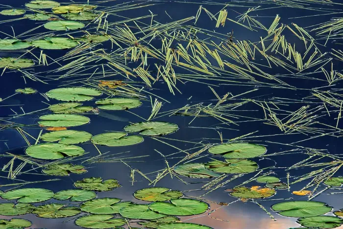 Framed Print : Aquatic vegetation (Sparganium and lily pads) in Wetland in morning light Kenora, Ontario, Canada Framed Print : Aquatic vegetation (Sparganium and lily pads) in Wetland in morning light Kenora, Ontario, Canada
