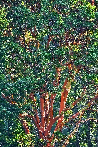 Arbutus (Pacific Madrone) (Arbutus menzeisii) tree. Canada's only native broad-leafed evergreen tree, Saltspring Island (Gulf Islands), British Columbia, Canada