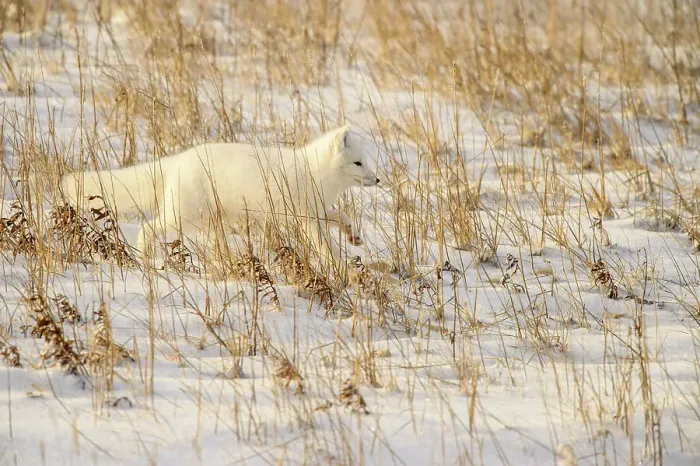 Framed Print : Arctic fox (Alopex ) Hunting in shoreline grasses, Churchill Wildlife Management area, Churchill, Manitoba, Canada Framed Print : Arctic fox (Alopex ) Hunting in shoreline grasses, Churchill Wildlife Management area, Churchill, Manitoba, Canada