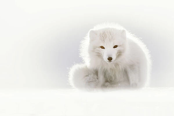 Arctic fox (Alopex lagopus), Billenfjorden, Pyramiden, Spitsbergen, Svalbard, Norway