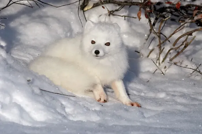 Framed Print : Arctic fox (Alopex lagopus), Churchill, Manitoba, Canada