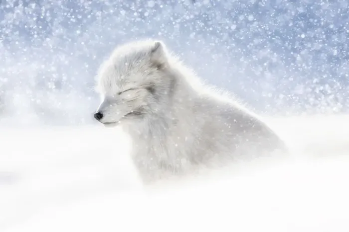 Framed Print : Arctic fox (Alopex lagopus) in heavy snowfall, in the abandoned Russian settlement Framed Print : Arctic fox (Alopex lagopus) in heavy snowfall, in the abandoned Russian settlement