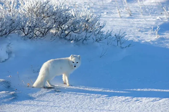 Framed Print : Arctic fox (Alopex lagopus) Hunting, Churchill, Manitoba, Canada Framed Print : Arctic fox (Alopex lagopus) Hunting, Churchill, Manitoba, Canada