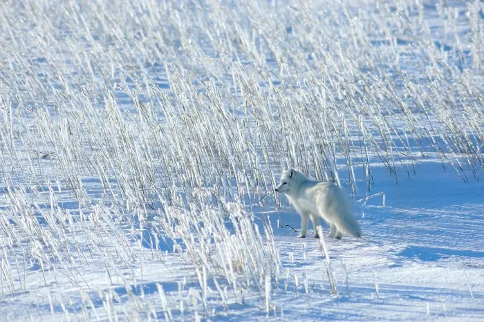 Framed Print : Arctic fox (Alopex lagopus) Hunting, Churchill, Manitoba, Canada
