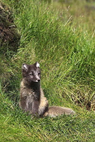 Arctic Fox cub (Alopex Lagopus), Landmannalaugar, Iceland