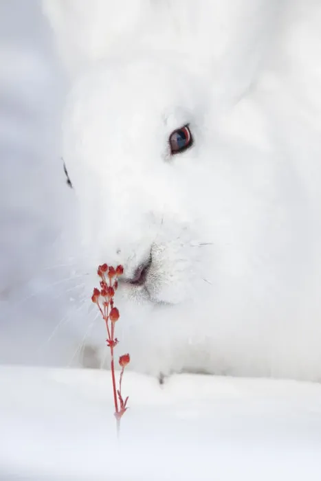 Framed Print : Arctic hare (Lepus arcticus) in Northern Manitoba, Canada Framed Print : Arctic hare (Lepus arcticus) in Northern Manitoba, Canada
