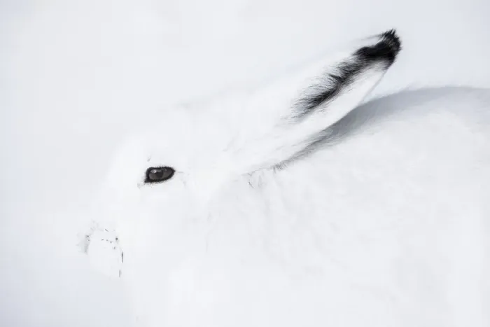 Framed Print : Arctic hare (Lepus arcticus) in Northern Manitoba, Canada Framed Print : Arctic hare (Lepus arcticus) in Northern Manitoba, Canada