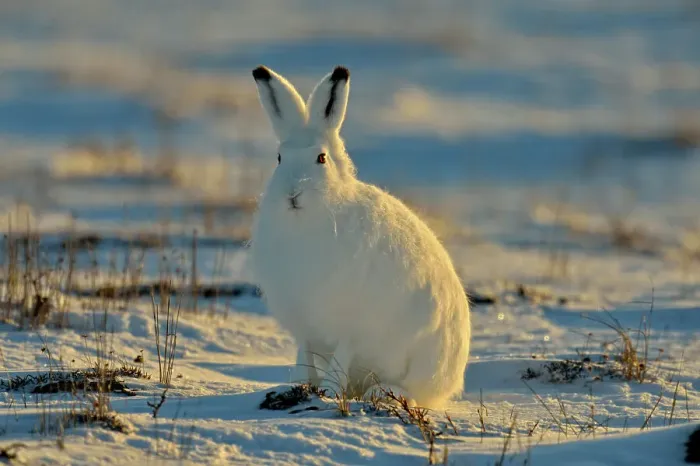 Framed Print : Arctic Hare (Lepus arcticus), Wapusk NP, Cape Churchill, Manitoba, Canada Framed Print : Arctic Hare (Lepus arcticus), Wapusk NP, Cape Churchill, Manitoba, Canada