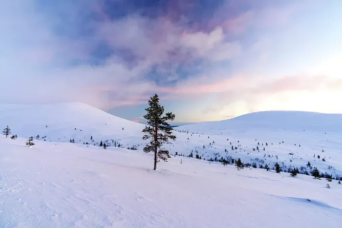 Framed Print : Arctic sunrise over sparse frozen trees on snowcapped mountains, Pallas-Yllastunturi National Park, Muonio, Lapland, Finland Framed Print : Arctic sunrise over sparse frozen trees on snowcapped mountains, Pallas-Yllastunturi National Park, Muonio, Lapland, Finland
