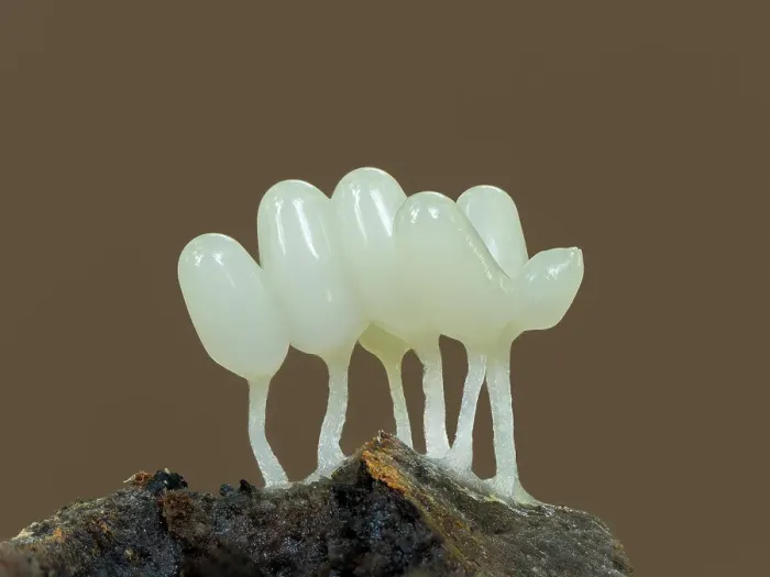 Framed Print : Arcyria cinerea slime mould, New Forest National Park, Hampshire, England, UK, Focus stacked, October 2024 Framed Print : Arcyria cinerea slime mould, New Forest National Park, Hampshire, England, UK, Focus stacked, October 2024
