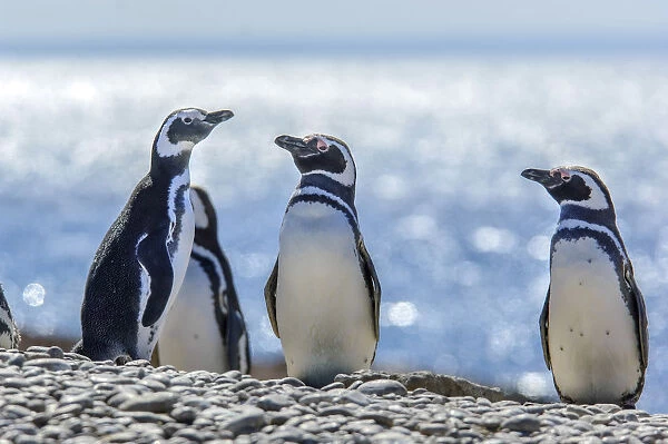 Argentina, Patagonia, Magellanic Penguin (Spheniscus magellanicus)