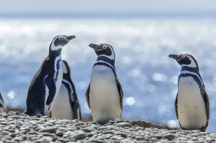 Framed Print : Argentina, Patagonia, Magellanic Penguin (Spheniscus magellanicus)