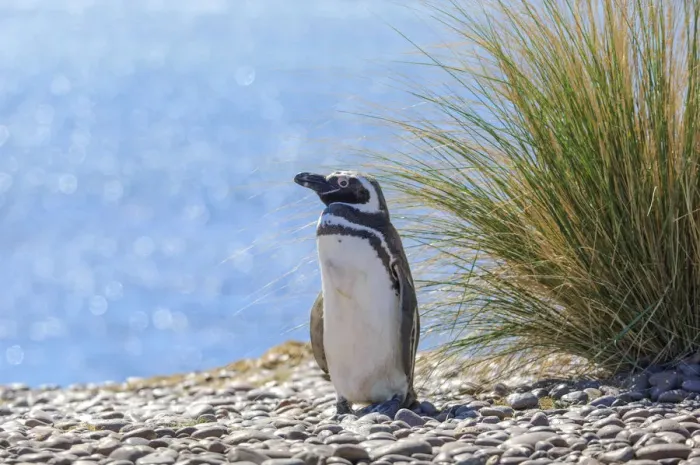 Framed Print : Argentina, Patagonia, Magellanic Penguin (Spheniscus magellanicus)