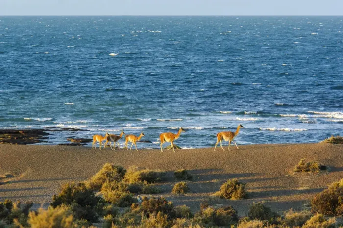 Framed Print : Argentina, Patagonia, Reserva Natural Cabo dos Bahias, Guanaco herd Framed Print : Argentina, Patagonia, Reserva Natural Cabo dos Bahias, Guanaco herd