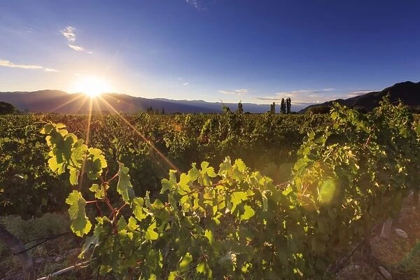 Argentina, Salta, Cafayate, Torrontes Grape Wineries