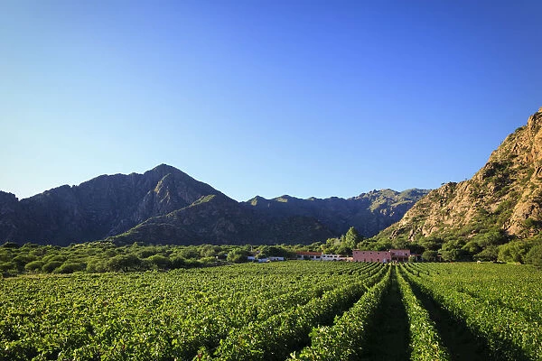 Argentina, Salta, Cafayate, Torrontes Grape Wineries at Finca de Las Nubes (Bodega