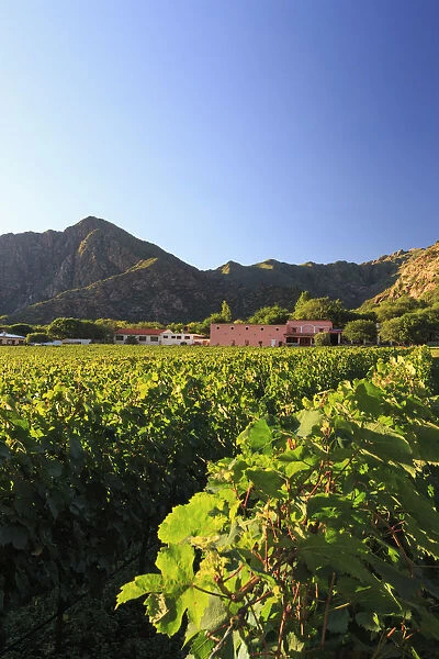 Argentina, Salta, Cafayate, Torrontes Grape Wineries at Finca de Las Nubes (Bodega