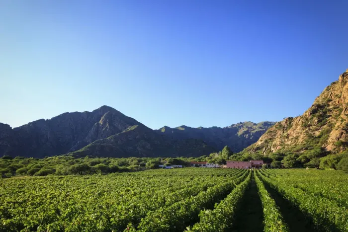 Framed Print : Argentina, Salta, Cafayate, Torrontes Grape Wineries at Finca de Las Nubes (Bodega
