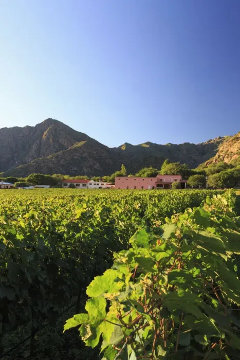 Framed Print : Argentina, Salta, Cafayate, Torrontes Grape Wineries at Finca de Las Nubes (Bodega Framed Print : Argentina, Salta, Cafayate, Torrontes Grape Wineries at Finca de Las Nubes (Bodega