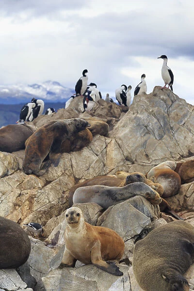 Argentina, Tierra del Fuego, Ushuaia, Beagle Channel, Emperor Cormorants