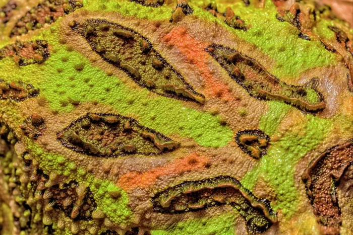 Framed Print : Argentine Horned Frog (Ceratophrys ornata) skin details - captive bred