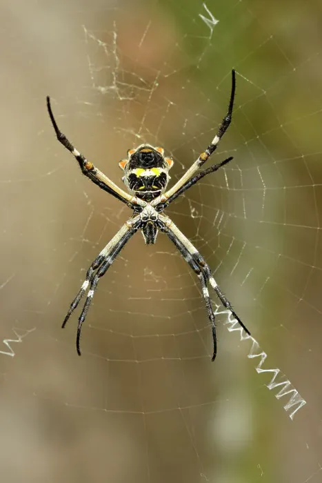 Framed Print : Argiope spider in her web, Rio Grande City, Texas, USA Framed Print : Argiope spider in her web, Rio Grande City, Texas, USA