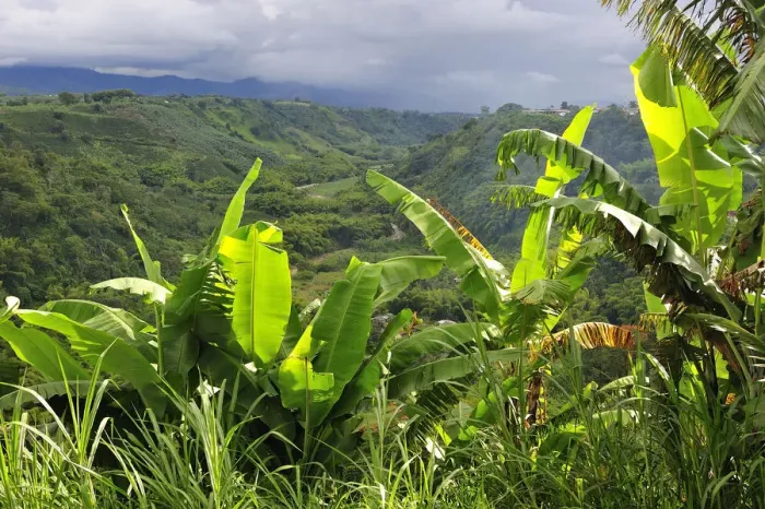 Framed Print : Armenia, Colombia, South America Framed Print : Armenia, Colombia, South America