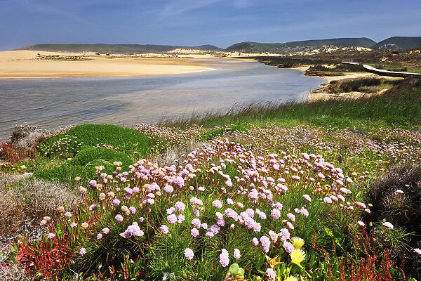 Armeria pungens blossom. Bordeira, Algarve