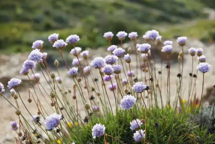 Framed Print : Armeria pungens blossom. Cape Sardao, Sudoeste Alentejano and Costa Vicentina Nature Park Framed Print : Armeria pungens blossom. Cape Sardao, Sudoeste Alentejano and Costa Vicentina Nature Park