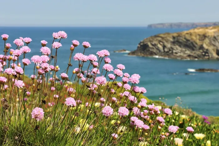 Framed Print : Armeria pungens blossom. Zambujeira do Mar Framed Print : Armeria pungens blossom. Zambujeira do Mar