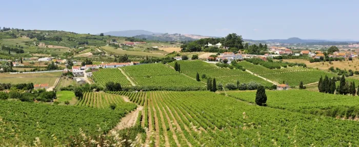 Framed Print : Arruda dos Vinhos vineyards. Lisbon region Framed Print : Arruda dos Vinhos vineyards. Lisbon region