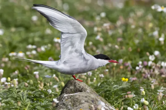 Framed Print : Artic tern on the cliff, Isle of Lunga, Treshnish Isles, Scotland, Europe Framed Print : Artic tern on the cliff, Isle of Lunga, Treshnish Isles, Scotland, Europe