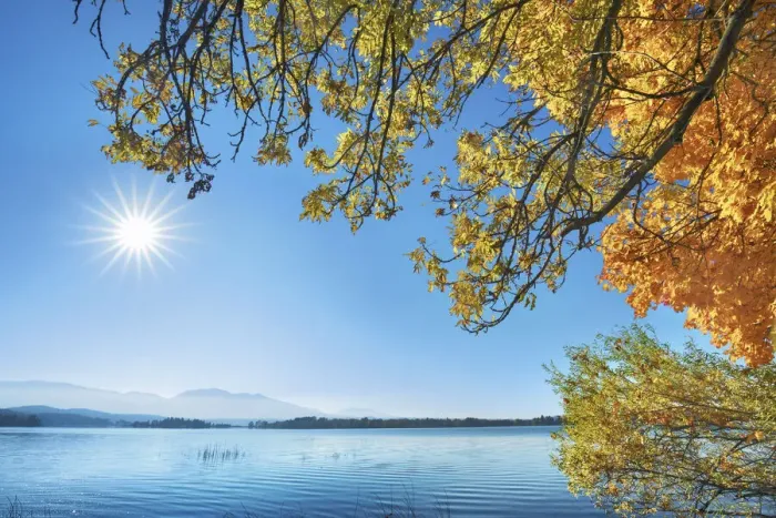 Framed Print : Ash in autumn and lake - Germany, Bavaria, Upper Bavaria, Garmisch-Partenkirchen, Uffing Framed Print : Ash in autumn and lake - Germany, Bavaria, Upper Bavaria, Garmisch-Partenkirchen, Uffing