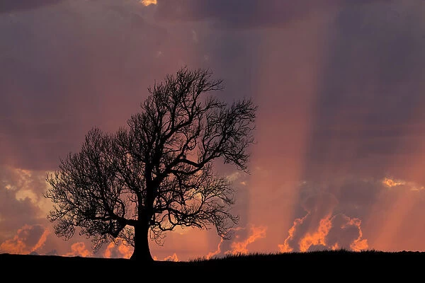 Ash (Fraxinus excelsior) tree in winter at sunset, Coniston, Lake District National Park