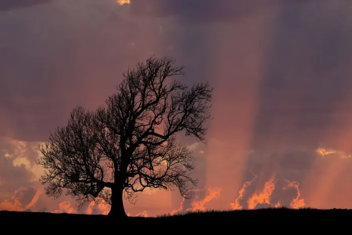 Framed Print : Ash (Fraxinus excelsior) tree in winter at sunset, Coniston, Lake District National Park Framed Print : Ash (Fraxinus excelsior) tree in winter at sunset, Coniston, Lake District National Park