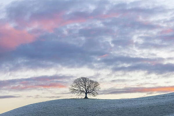 Ash tree (Fraxinus excelsior) on a frosty winter morning, West Milton, Dorset, England, UK